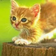 セピア★プロフ必読★の画像