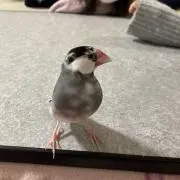 手巻き文鳥の画像