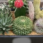 xmmmmx