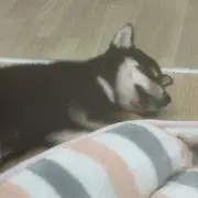 まめしばの画像