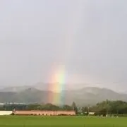 あききく
