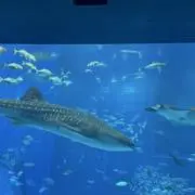 モモandサクラの画像