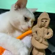 よっちゃんの画像