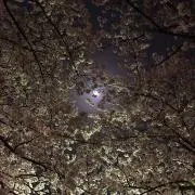 ななの画像