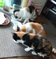 ぽんこ