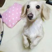白玉の画像