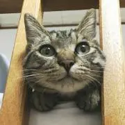 よこの画像