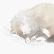 もゆの画像