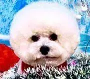アンジュの画像