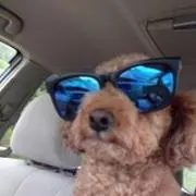 Bの画像