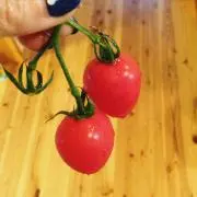 ヒョッコリの画像