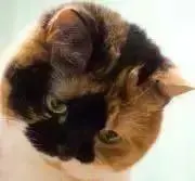mikeの画像