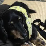 ジョー