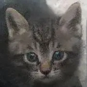 トモランショップの画像