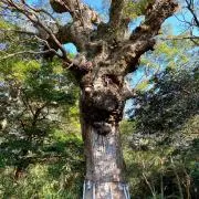rssmの画像