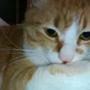 Michi