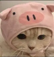 rinGoの画像