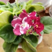 ★桜苺★(19日～22日迄不在)の画像