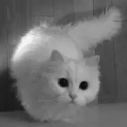 mo.
