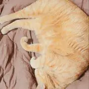 まき