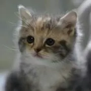 Maikoの画像