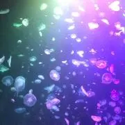 さだの画像