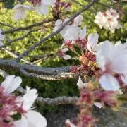 uribouri 断捨離中の画像