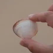 maimai