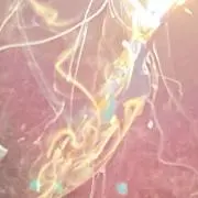 ひよ