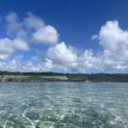 りんごの画像