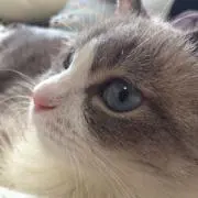 ラグドール