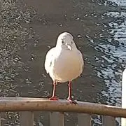 tempobomの画像