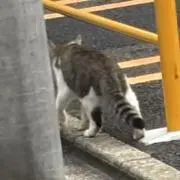 Quaxoの画像