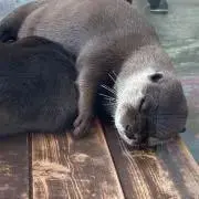 くーま☆の画像