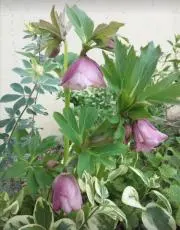 lafleur_20の画像