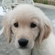 モモの画像