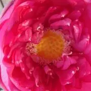 はる