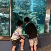 サク