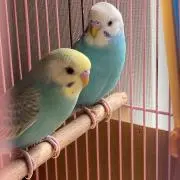 イチチマン