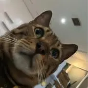 Hdyの画像