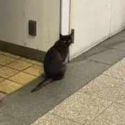 春の画像