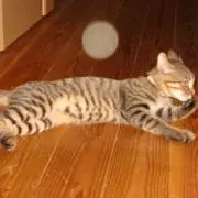 しょうたストア〜