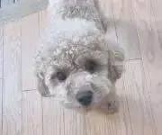 hirayomeの画像