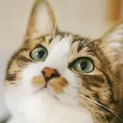 猫の王様