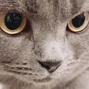 ガウディの画像