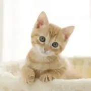 めるの画像