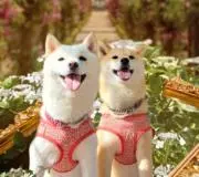 柴っこの画像