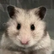 ハムハムにーと(՞·  ̫ ·՞)の画像