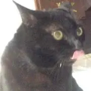 かもみーるの画像