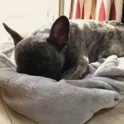 ブルまつこの画像